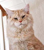 Maine Coon male, White Rocks Fire and Ice