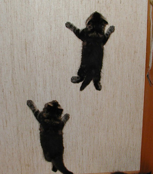 Kattunger som klatrer på strievegg