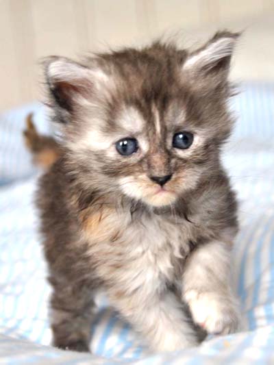 Maine Coon kitten, Spellbounds Lilletull-blacksmoketortie