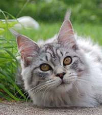 Blacksilver spotted maine coon