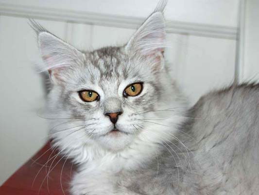 Maine coon male, Spellbounds Festus-blacksilver shaded