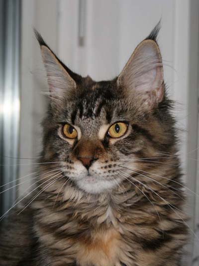 Maine coon female, Spellbounds India (6 months)