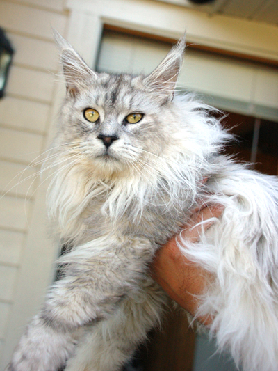 Maine coon male, Spellbounds Lanthir-blacksilver shaded