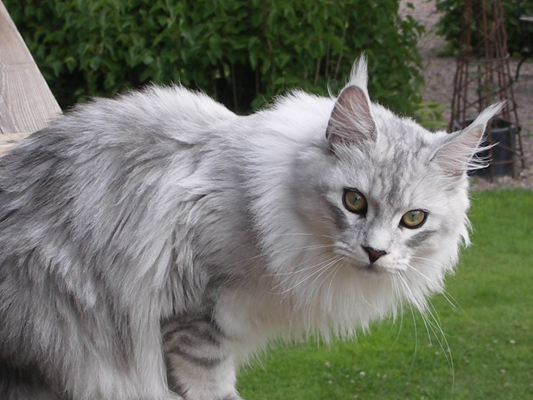 Maine coon female, Spellbounds Linusida-blacksilver shaded