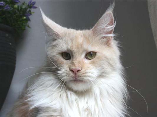 Maine coon female, Spellbounds Rave-redsmoke