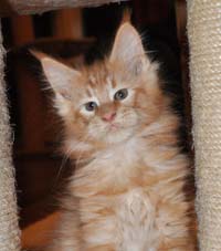 Maine Coon, red
