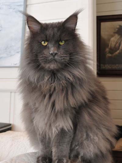 maine coon norge