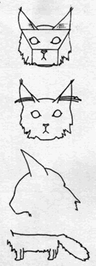 Drawing explaining the standard of Maine Coon Cats. From Maine Coon Lovers and breeders.