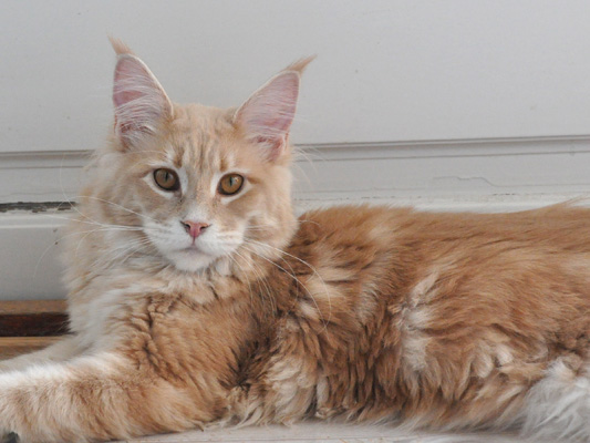 Cremetabby maine coon, Spellbound's When You Wish